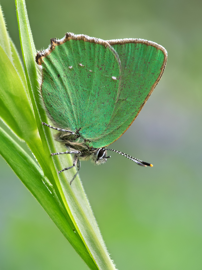 Green Hairstreak 6